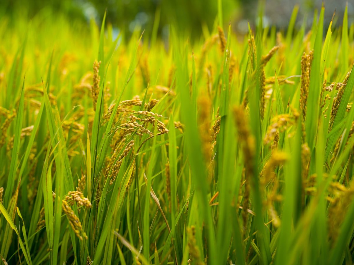 Golden rice stalks — stock photograph by Declan Sun