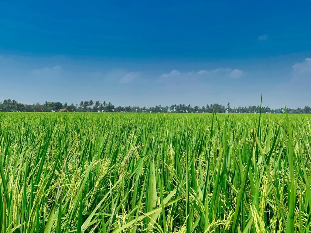 Rice fields — stock photograph by Fajruddin Mudzakkir