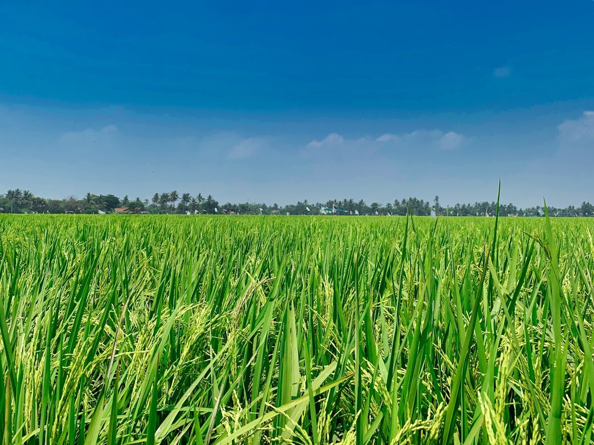 Rice fields — stock photograph by Fajruddin Mudzakkir